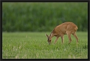 ree _MG_1001